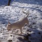 Aqui esta Yanis disfrutando de nieve